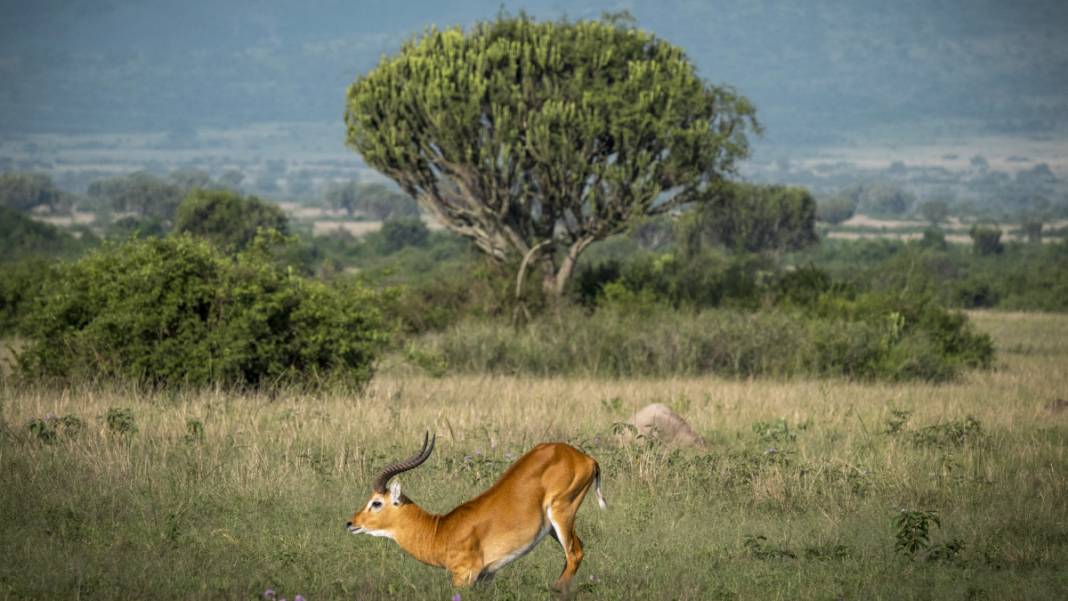 İşte Uganda'da vahşi yaşam! Sarı ve yeşilin buluştuğu bitki örtüsünde birçok hayvan türü görüldü 10